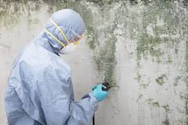 Biohazard Mold Removal in Atascadero, CA